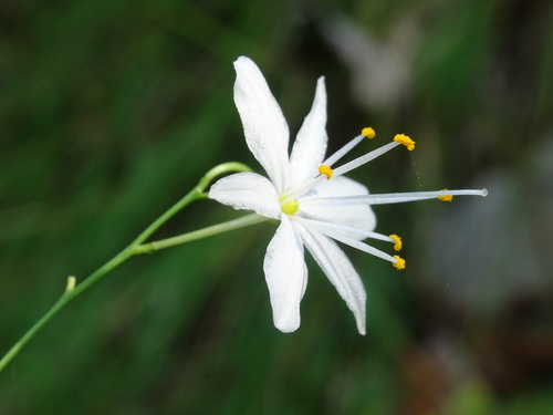 Branched St Bernard's lily (Anthericum ramosum)