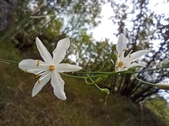 Branched St Bernard's lily (Anthericum ramosum)