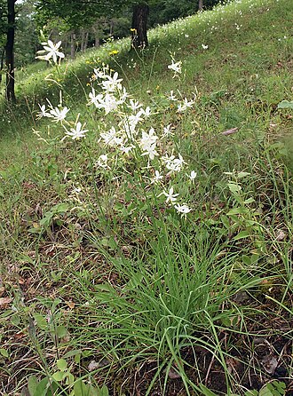Branched St Bernard's lily (Anthericum ramosum)