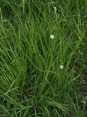 Branched St Bernard's lily (Anthericum ramosum)