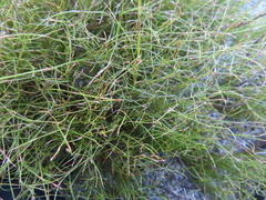 Anthochortus laxiflorus (Anthochortus laxiflorus)