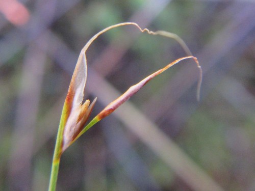 Anthochortus laxiflorus (Anthochortus laxiflorus)