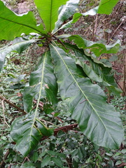 Anthocleista grandiflora (Anthocleista grandiflora)