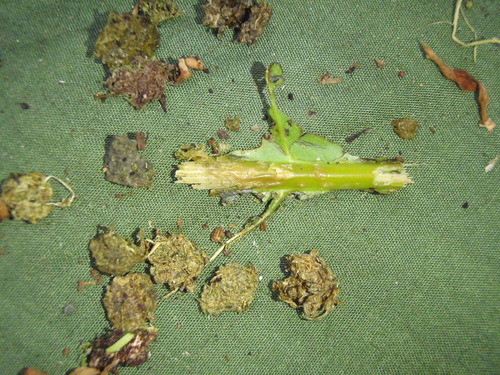 Anthocleista grandiflora (Anthocleista grandiflora)
