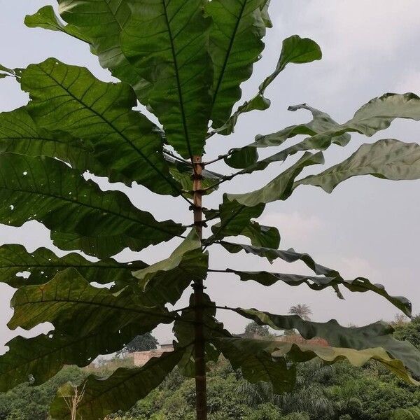 Anthocleista grandiflora (Anthocleista grandiflora)