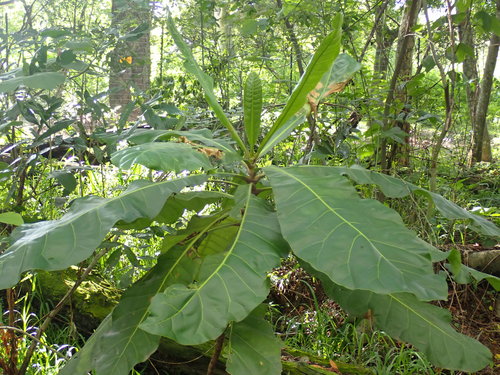 Anthocleista grandiflora (Anthocleista grandiflora)