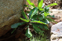 Anthocleista grandiflora (Anthocleista grandiflora)