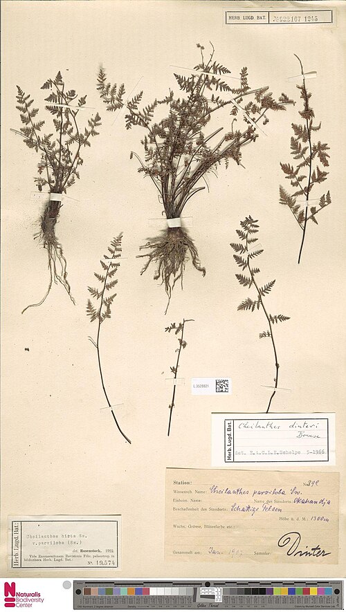 Anthonya dinteri: Cheilanthes dinteri Brause (type of) - Cheilanthes dinteri Brause