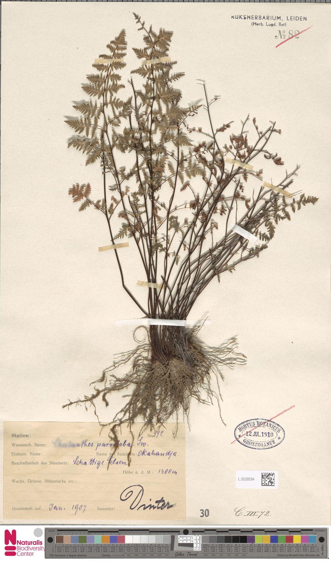 Anthonya dinteri: Cheilanthes dinteri Brause (type of) - Cheilanthes dinteri Brause