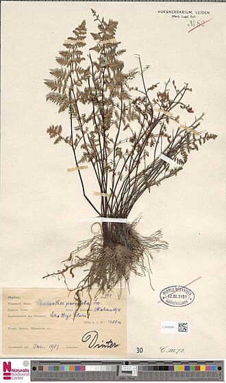 Anthonya dinteri: Cheilanthes dinteri Brause (type of) - Cheilanthes dinteri Brause
