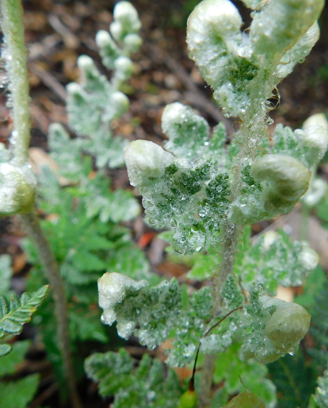 Anthonya eckloniana: Cheilanthes eckloniana at the University of California Botanical Garden, Berkeley, California, USA. Identified by the garden signage.