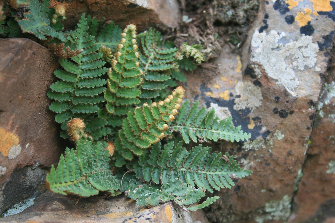 Anthonya hirta: Cheilanthes hirta var hirta growing from a rock fissure on the south face of the Magaliesberg