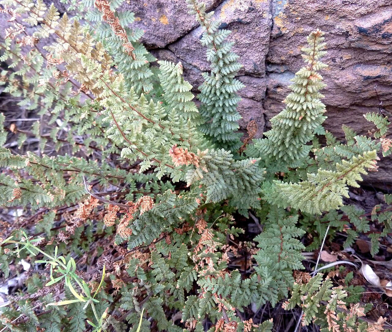 Anthonya hirta: Parsley fern growing at the base of a boulder in seasonally dry bushveld, Little Eden, De Tweedespruit conservancy, Gauteng