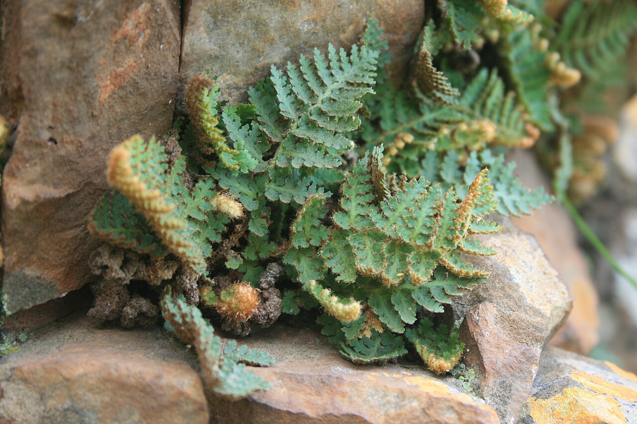 Anthonya hirta: Cheilanthes hirta var hirta growing from a rock fissure on the south face of the Magaliesberg