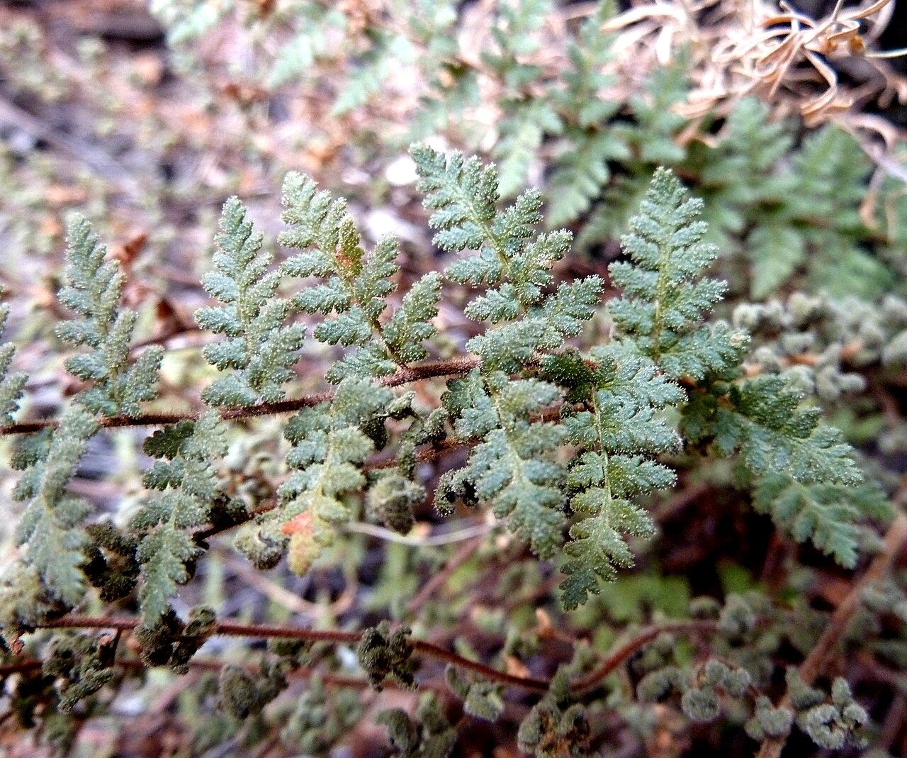 Anthonya hirta: Leaf of a Parsley fern at the base of a boulder in seasonally dry bushveld, Little Eden, De Tweedespruit conservancy, Gauteng