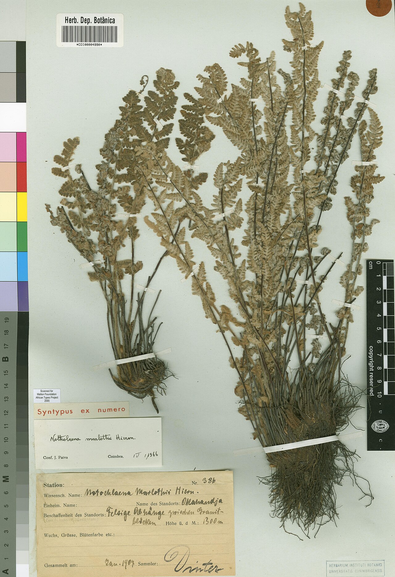 Anthonya marlothii: Photograph of Syntype of Cheilanthes marlothii at Herbarium of the University of Coimbra, Portugal (COI). Specimen COI00004990. http://coicatalogue.uc.pt/specim