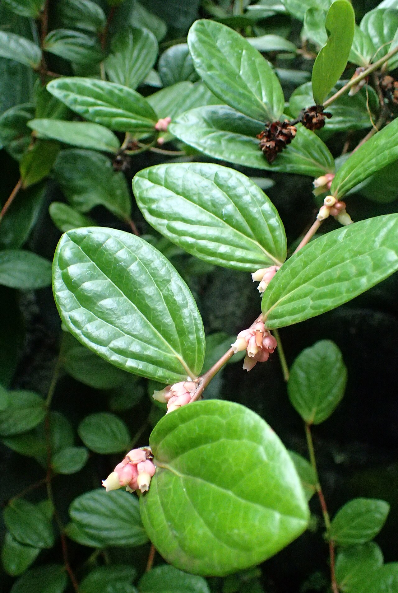 Anthopterus wardii: Anthopterus wardii at the New York Botanical Garden