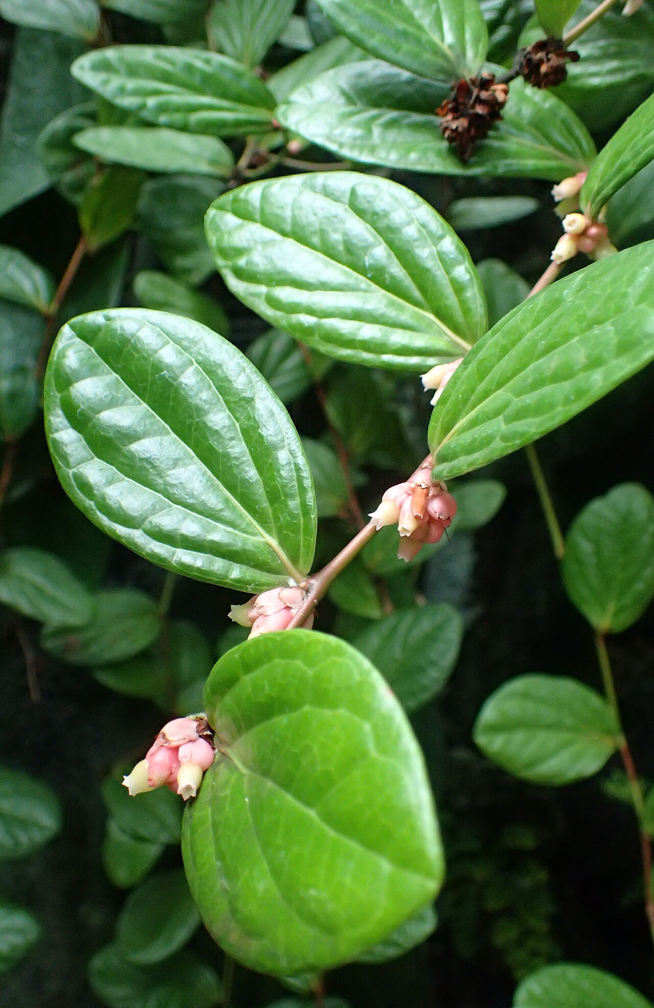 Anthopterus wardii: Anthopterus wardii at the New York Botanical Garden