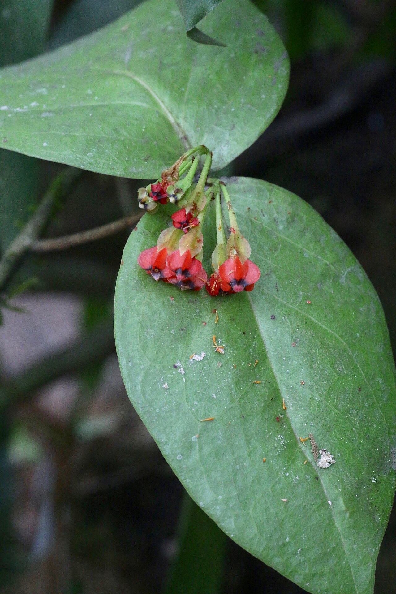 Anthopterus wardii: Ecuador, Mindo Orchid Garden