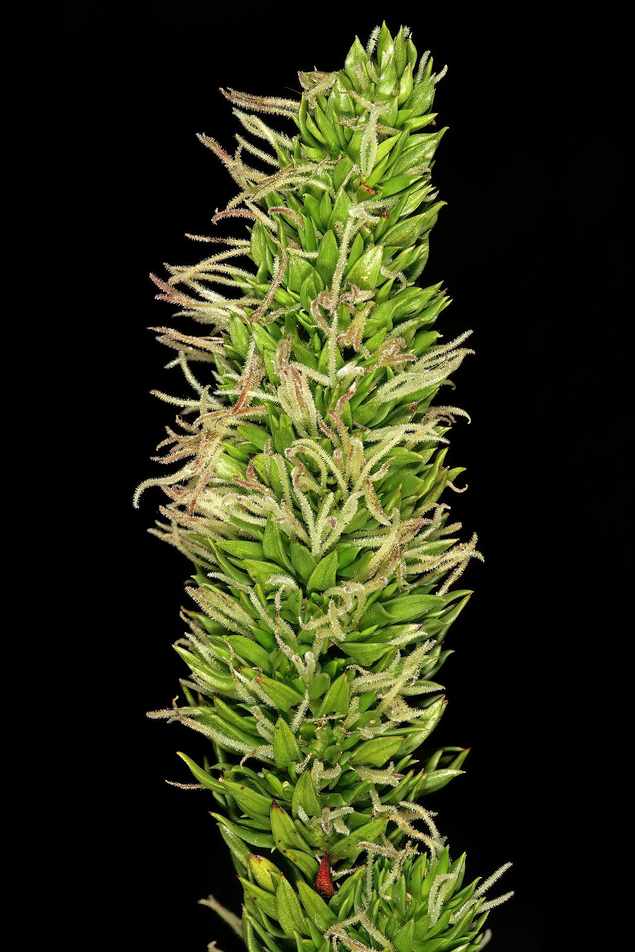Anthospermum aethiopicum: Anthospermum aethiopicum , part of female inflorescence showing congested foliage leaves and long-exserted stigmas; Sivermine Nature Reserve, Table Mountain Nat