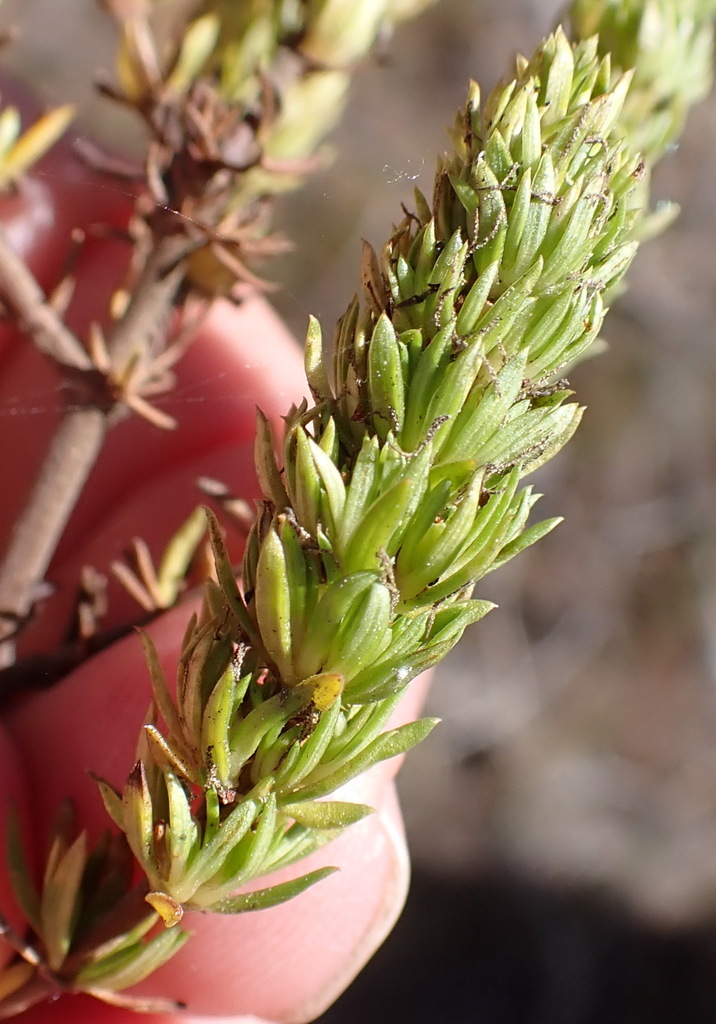 Anthospermum aethiopicum (Anthospermum aethiopicum)