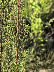 Anthospermum aethiopicum (Anthospermum aethiopicum)