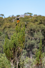Anthospermum aethiopicum (Anthospermum aethiopicum)