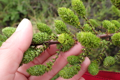 Anthospermum aethiopicum (Anthospermum aethiopicum)