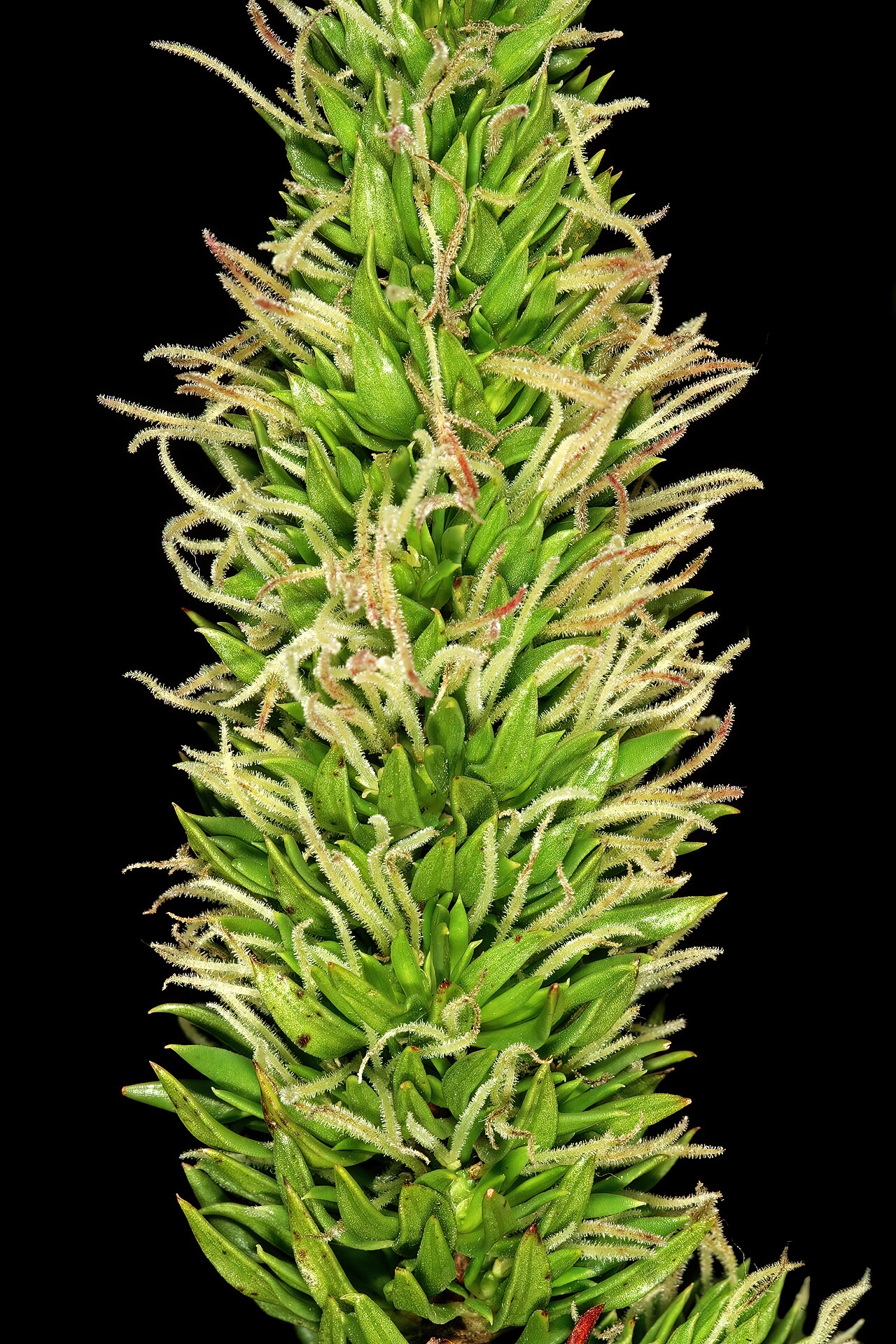 Anthospermum aethiopicum: Anthospermum aethiopicum , part of female inflorescence showing congested foliage leaves and long-exserted stigmas; Sivermine Nature Reserve, Table Mountain Nat