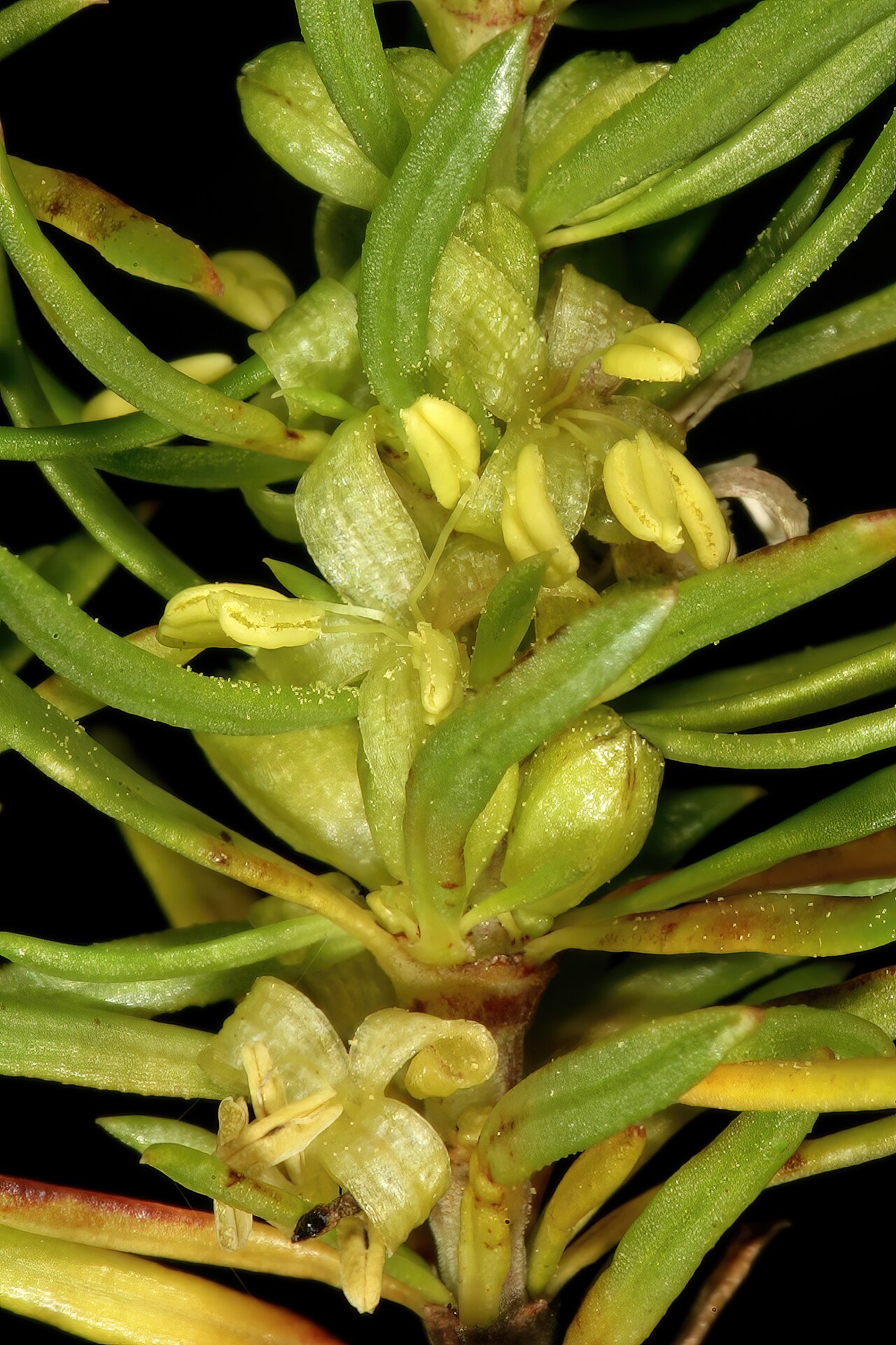 Anthospermum aethiopicum: Anthospermum aethiopicum , male plant with flowers; in fynbos, Old Sir Lowry's Pass, Hottentots Holland Reserve, Somerset West, Western Cape, South Africa