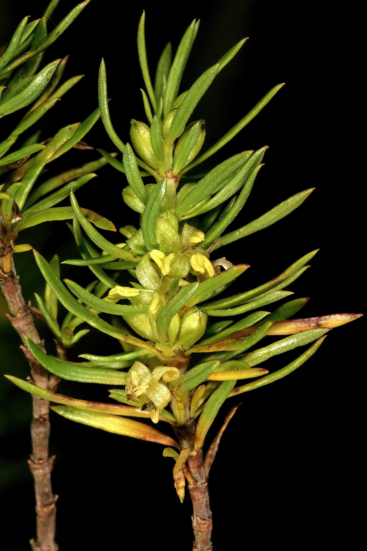 Anthospermum aethiopicum: Anthospermum aethiopicum , male plant with flowers; in fynbos, Old Sir Lowry's Pass, Hottentots Holland Reserve, Somerset West, Western Cape, South Africa