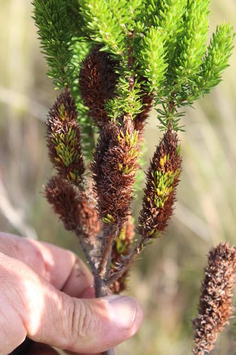 Anthospermum aethiopicum (Anthospermum aethiopicum)