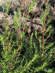 Anthospermum aethiopicum (Anthospermum aethiopicum)