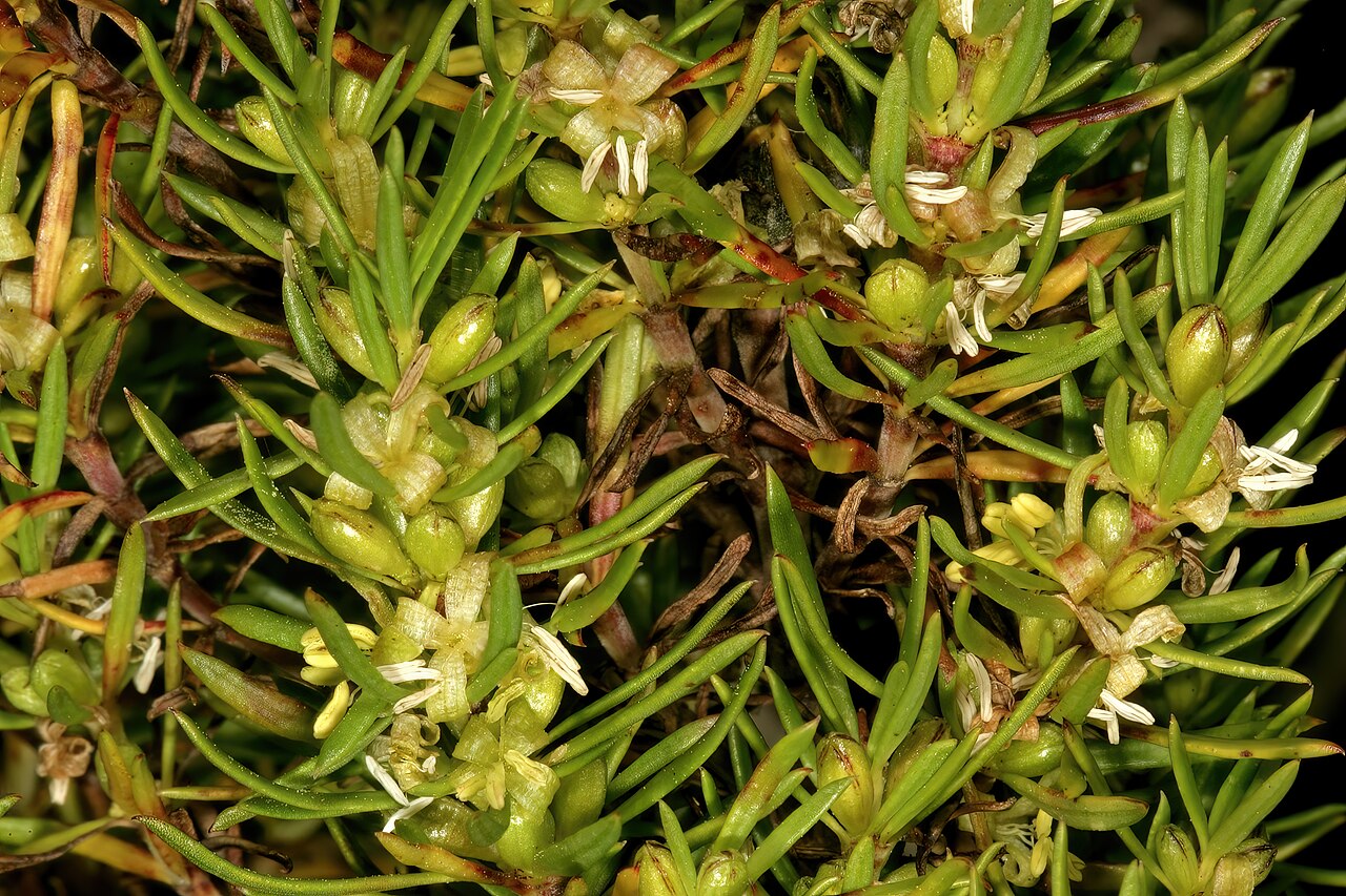 Anthospermum aethiopicum: Anthospermum aethiopicum , male plant with flowers; in fynbos, Old Sir Lowry's Pass, Hottentots Holland Reserve, Somerset West, Western Cape, South Africa