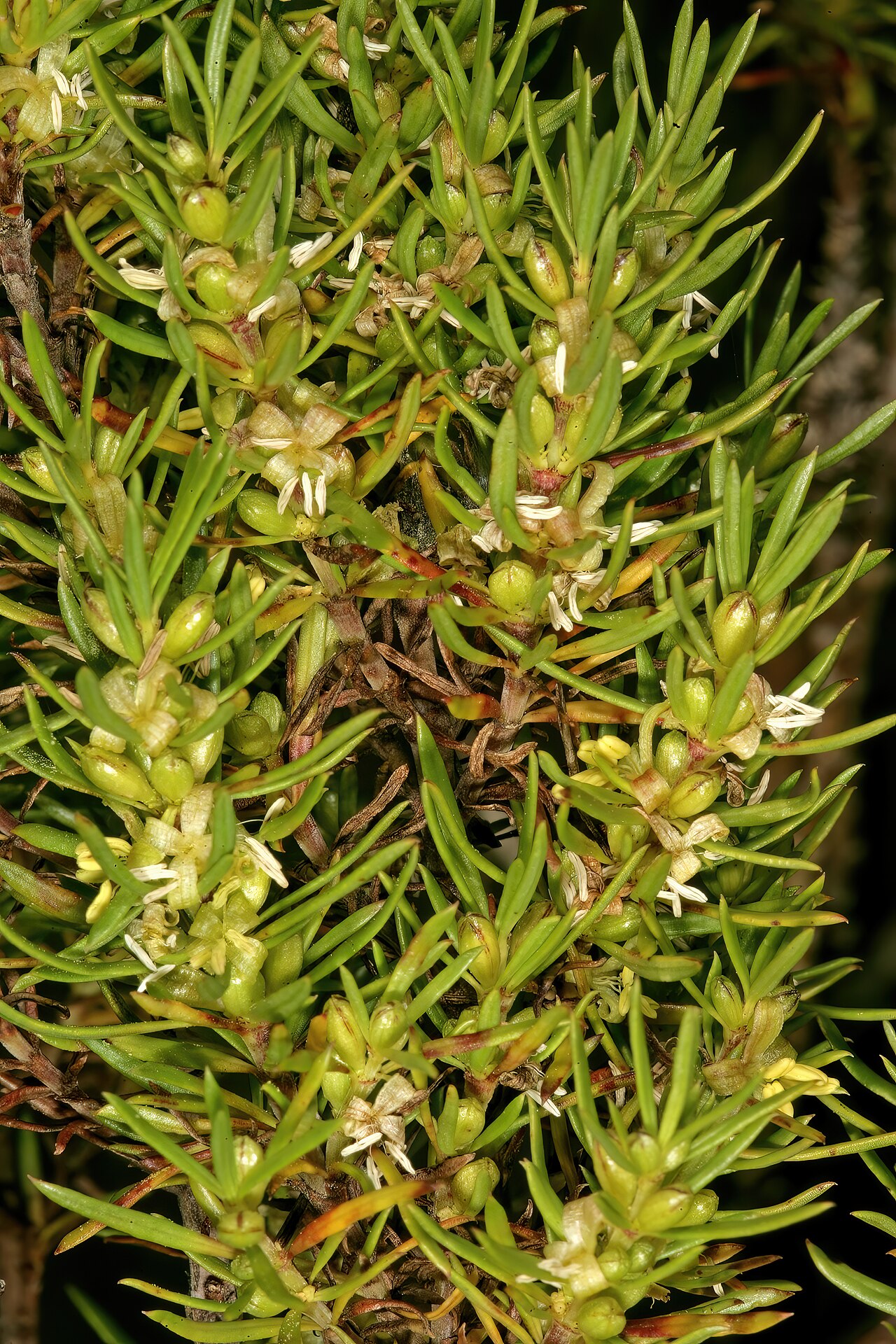 Anthospermum aethiopicum: Anthospermum aethiopicum , male plant with flowers; in fynbos, Old Sir Lowry's Pass, Hottentots Holland Reserve, Somerset West, Western Cape, South Africa