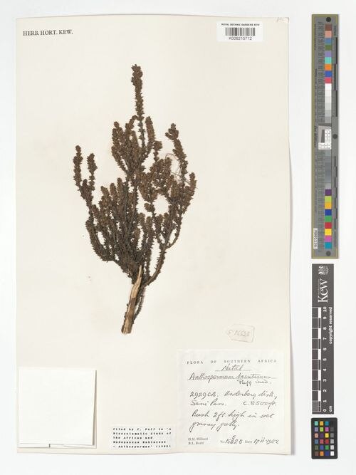 Anthospermum basuticum: species of Anthospermum