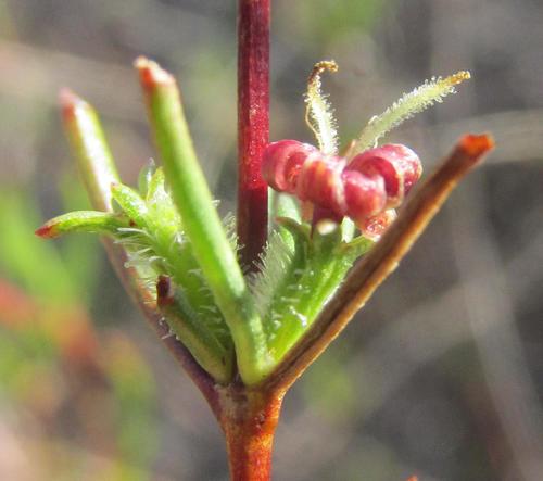 Anthospermum bicorne (Anthospermum bicorne)