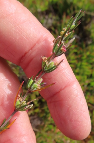 Anthospermum bicorne (Anthospermum bicorne)