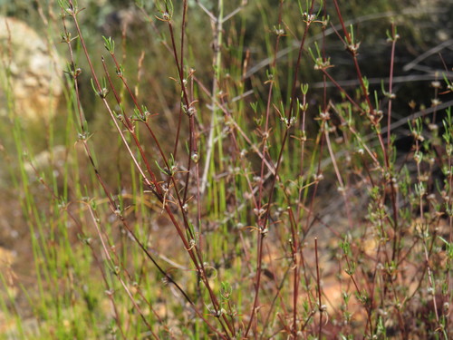 Anthospermum bicorne (Anthospermum bicorne)