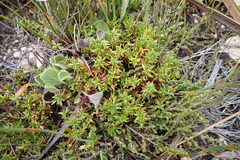 Anthospermum galioides (Anthospermum galioides)