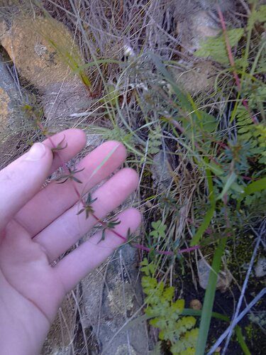 Anthospermum galioides (Anthospermum galioides)