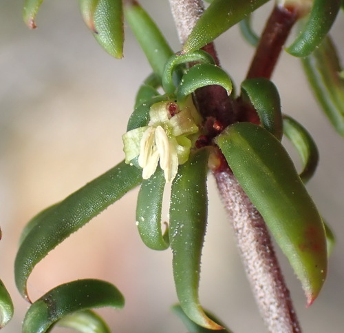 Anthospermum galioides (Anthospermum galioides)