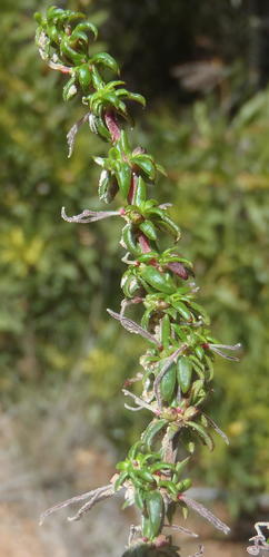 Anthospermum galioides (Anthospermum galioides)