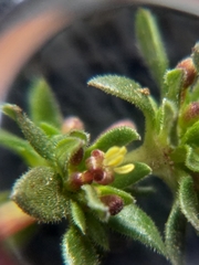 Anthospermum galioides (Anthospermum galioides)