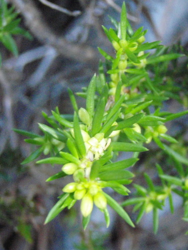 Anthospermum galioides (Anthospermum galioides)