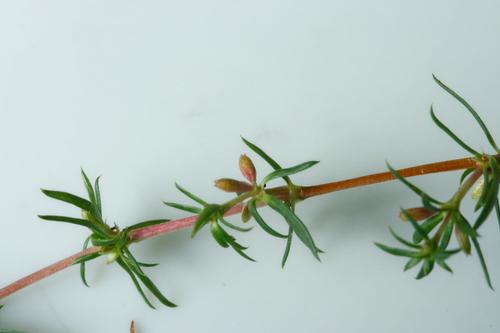 Anthospermum galioides (Anthospermum galioides)