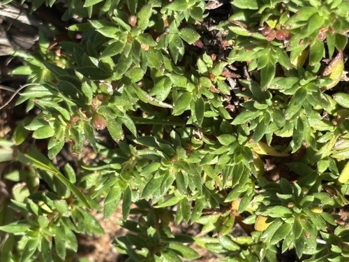 Anthospermum galioides (Anthospermum galioides)