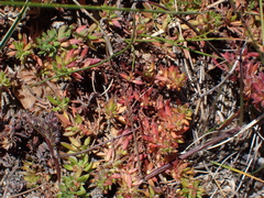 Anthospermum galioides (Anthospermum galioides)