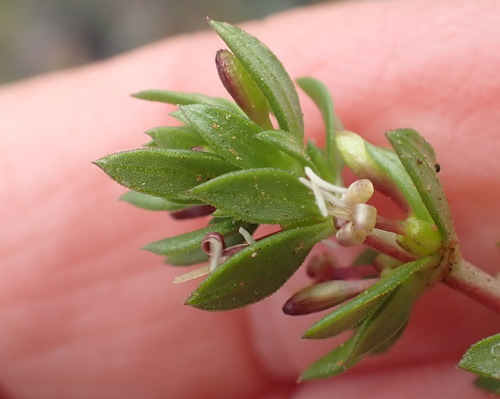 Anthospermum galioides (Anthospermum galioides)