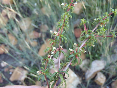 Anthospermum galioides (Anthospermum galioides)